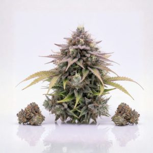 Mango Kush Hydro Pack