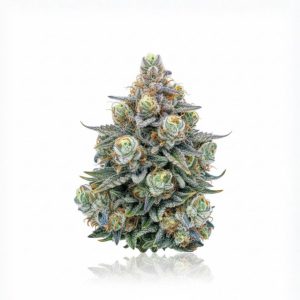 Lemon Sherbet Hydro Pack
