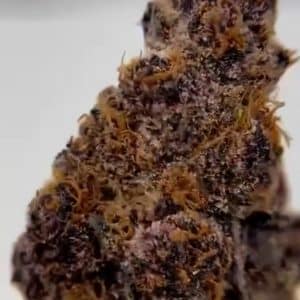Gelato41