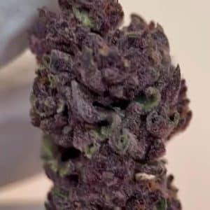 Blue Candy Zours